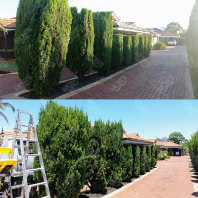 Mows Gardening Lawn Mowing Edging And Hedging Dianella